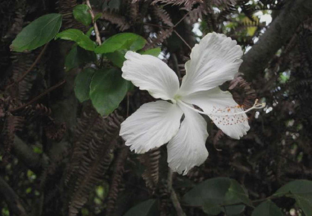 white hibiscus